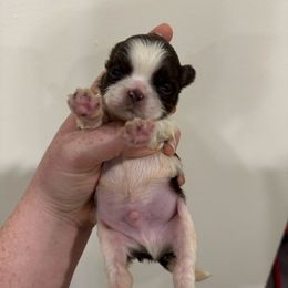 Boy 3 - Liver and white male Shih Tzu puppy in Springfield, Missouri from Lopez Family Tails