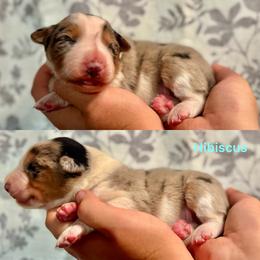 Hibiscus - White and blue merle male Border Collie puppy in Santa Cruz, California from Von Guadachi German Shepherds & Audacity Border Collies