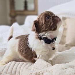 Pepper - Liver and white male Shih Tzu puppy in Republic, Missouri from Kolo House Shihtzus