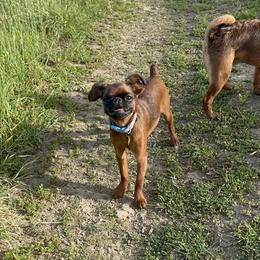 Brussels Griffon Puppies from Looking Glass Brussels Griffons
