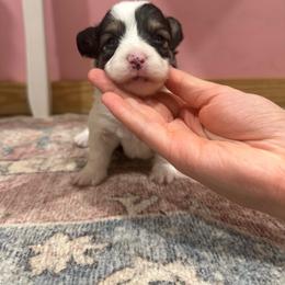 Elsie - Black and tan female Pembroke Welsh Corgi puppy in Huntington, Texas from Flower Hill Farm
