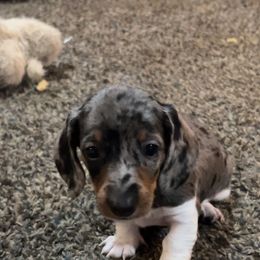 Dachshund Puppies from 307 doxies