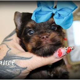 Chance - Chocolate and tan male Yorkshire Terrier puppy in Warren, Michigan from Danielle's Yorkie Babies