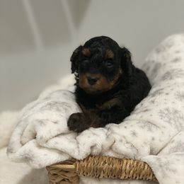 Phantom Female - Phantom female Poodle puppy in Montclair, New Jersey from YC Treasures Poodles