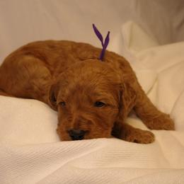 Tiramisu (Purple collar) - Apricot female Goldendoodle puppy in Seattle, Washington from Dream Lake Doodles