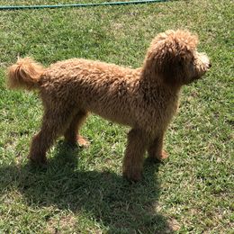 Charlie - Goldendoodle