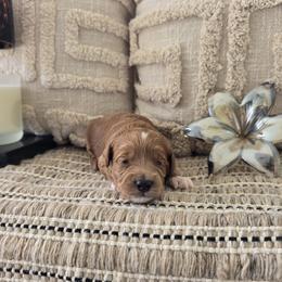 Dusty - Red  male Goldendoodle puppy in Floyd, Virginia from Hearts and Paws Poodles and Doodles