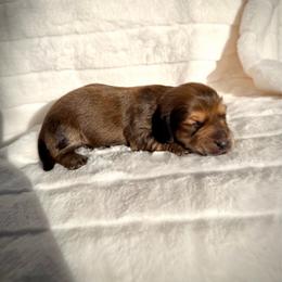 Shaded cream boy - Cream male Dachshund puppy in Wilton, California from Ranch Raised Doxies