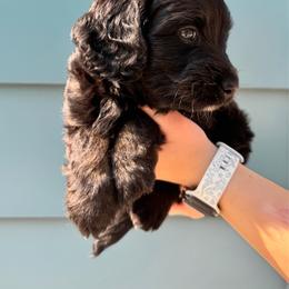 Gerald - male Double Doodle puppy in Blue Springs, Missouri from Jeanie’s Doodles