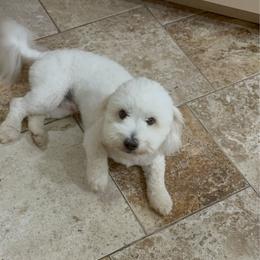 Wiggy - Coton de Tulear