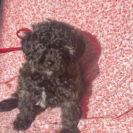 Riley - male Aussiedoodle puppy in Utica, Ohio from Poodle Me Crazy