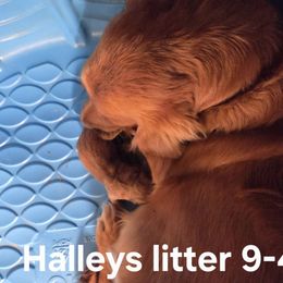 1st pick female - Dark golden female Golden Retriever puppy in Forest Lake, Minnesota from Northern Lights Goldens