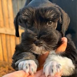 Socks - Black and silver male Miniature Schnauzer puppy in Bixby, Oklahoma from The beansprouts
