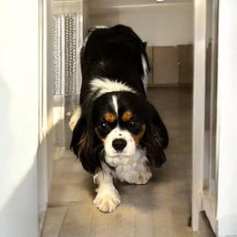 Hannah Banana - Cavalier King Charles Spaniel