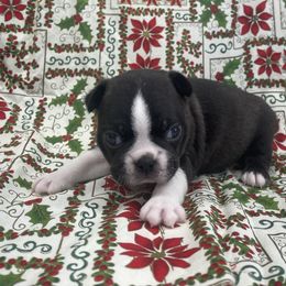 Baxter - Black brindle and white male Boston Terrier puppy in Fillmore, Illinois from Wind Hill Puppies