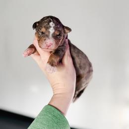 Black Widow - Blue merle female Bernedoodle puppy in Jackson, Missouri from Pincksten Family Doodles