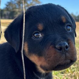 Girl 5 - Black and mahogany Rottweiler puppy in Talbott, Tennessee from Exodus Rottweilers