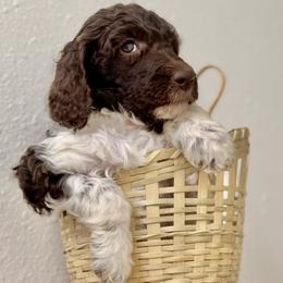 Pink Lady - Parti female Poodle puppy in Julian, California from Above the Pines Poodles