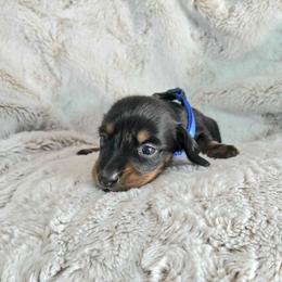Fred - Black and tan male Dachshund puppy in Mulberry, Florida from J's Mini Dachshunds