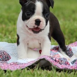 Beagle and Boston Terrier Puppies from Marti Acres ~ Boston Terrier & Beagles
