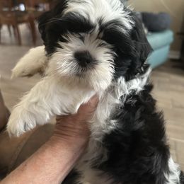 Winston - Black and white male Shih Tzu puppy in New Port Richey, Florida from Stanford's Shih Tzus