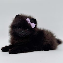 Bellamy - Black female Pomeranian puppy in Menifee, California from Petite Poms Of CA