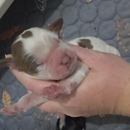 Branch - Tri-Roan male English Springer Spaniel puppy in Fort White, Florida from Thunderbird Springers
