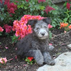 Pumi Puppies from Abiqua Pumik