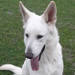 Boy 1 - White German Shepherd puppy in Bedias, Texas from TiPi S Ranch's German Shepherds