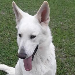 Boy 1 - White German Shepherd puppy in Bedias, Texas from TiPi S Ranch's German Shepherds