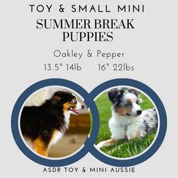 Miniature American Shepherd puppies from Sunset Hill Mini & Toy Aussies