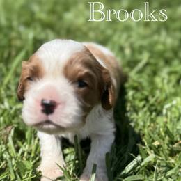 Cavalier King Charles Spaniel Puppies from The Cozy Cavaliers