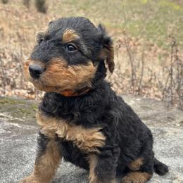 Mr Orange - Black and tan male Airedale Terrier puppy in Mooresville, North Carolina from Farm 55