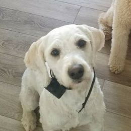 Barkley - Goldendoodle