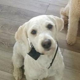 Barkley - Goldendoodle