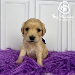 Winnie - Cream female Goldendoodle puppy in Utah County, Utah from Big Hearted Breeders