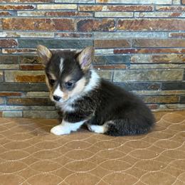 Girl 2 - Black and tan female Pembroke Welsh Corgi puppy in Visalia, California from VIP Stables