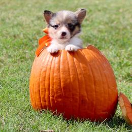 Girl 2 Orange Merle - Blue female Pembroke Welsh Corgi puppy in Ville Platte, Louisiana from Flat town corgis