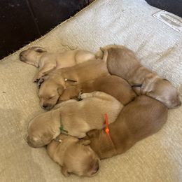 Golden Retriever Puppies from Apple Country Retrievers