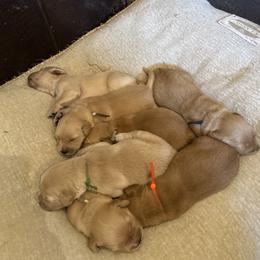 Golden Retriever Puppies from Apple Country Retrievers