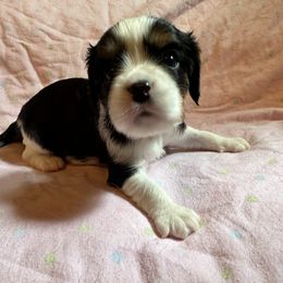 Cavalier King Charles Spaniel Puppies from Dawson’s Creek Breeding