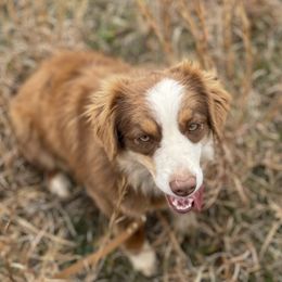 Maggie - Miniature Australian Shepherd