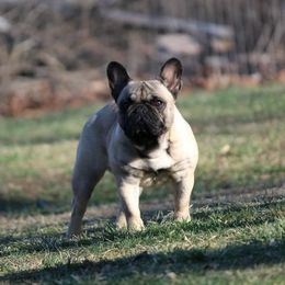 Claire - French Bulldog