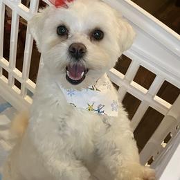Goldendoodles, Maltipoos, and Poodles from doodles.puppes