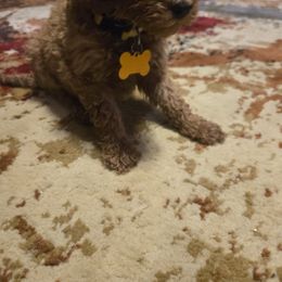 Candy - Apricot female Goldendoodle puppy in Tavares, Florida from Spirited Doodles