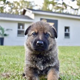 German Shepherd Puppies from Fürstenpalast German Shepherds