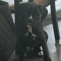 Boxers from Bentley’s Boxers