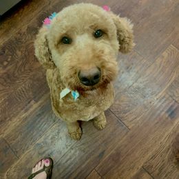Piper - Goldendoodle