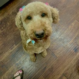 Piper - Goldendoodle
