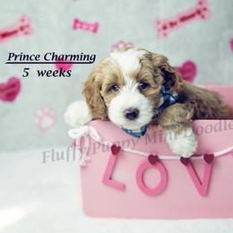 Prince Charming (blue collar) boy - Apricot male Goldendoodle puppy in Corona, California from Fluffy Puppy Mini Doodles LLC